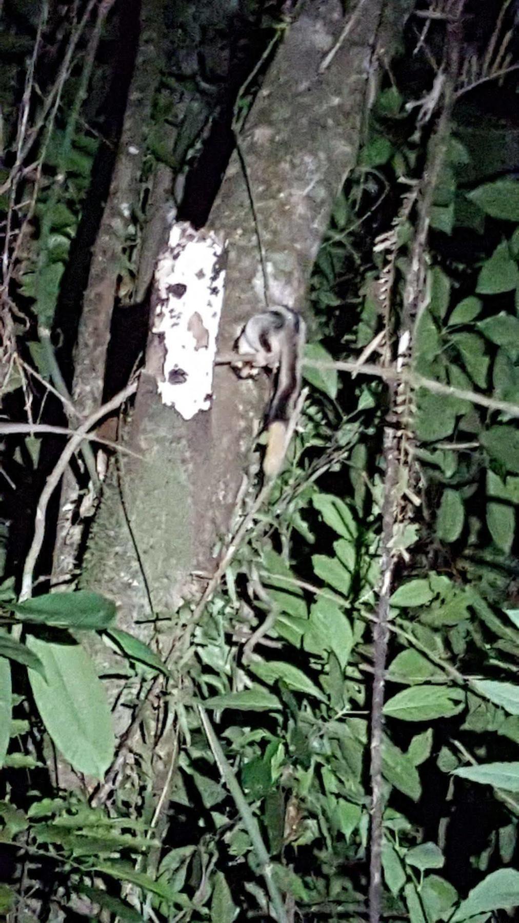Daintree Wilderness Lodge Buitenkant foto